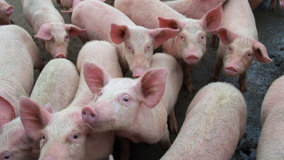 Porozumienie ws. rolnictwa i zmniejszenia ilości mięsa