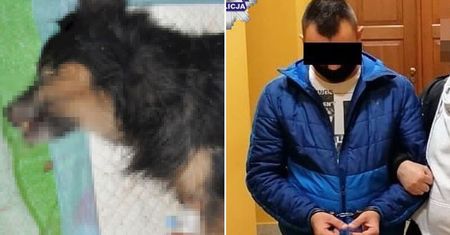 Lublin. To właściciel zakopał psa żywcem. Wcześniej brutalnie go pobił
