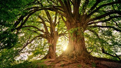Genetycznie zmodyfikowane drzewa w walce o czystość planety. Będzie sukces?