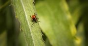 Naukowcy wynaleźli nowy środek na kleszcze. Będą jak otumanione