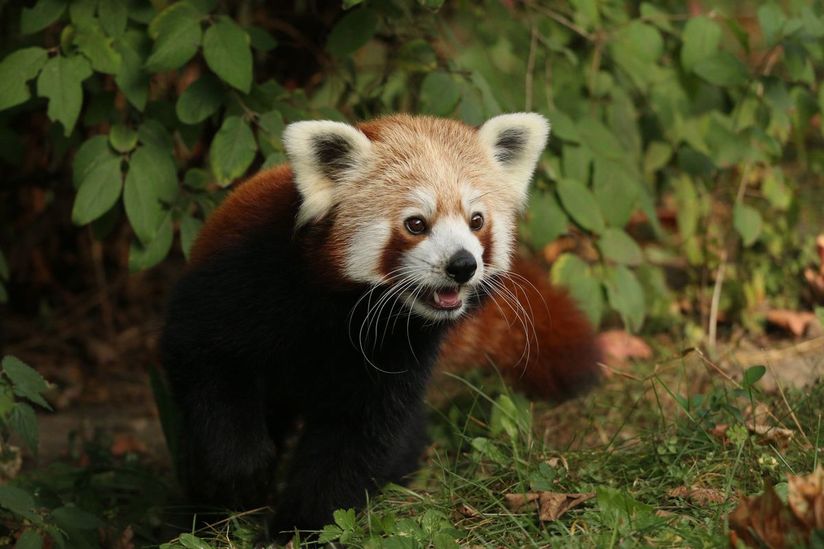 Panda ruda z oliwskiego zoo jest wyjątkowo sprytna i co jakiś czas ucieka ze swojego wybiegu