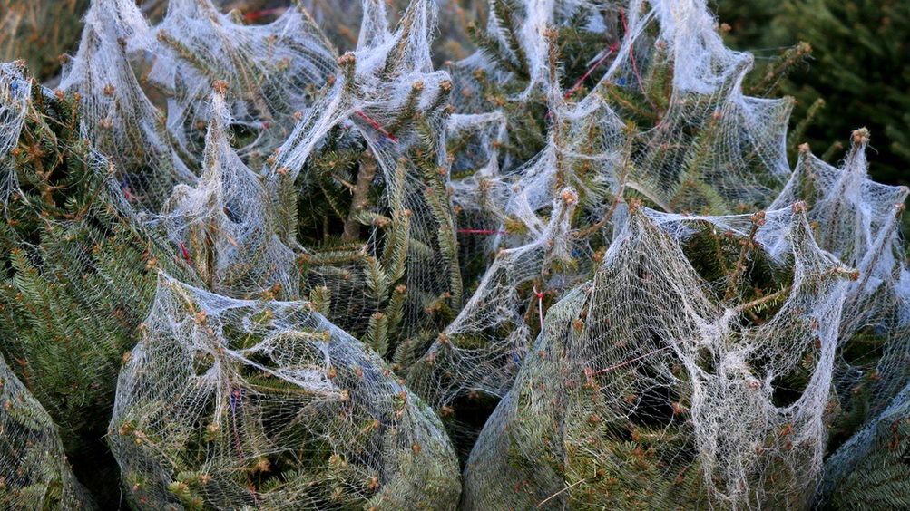 Kleszcze mogą powodować zachorowania na boreliozę