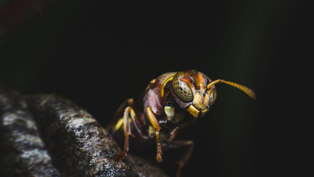 Szerszenie azjatyckie polują na pszczoły, mogą być zabójcze dla człowieka