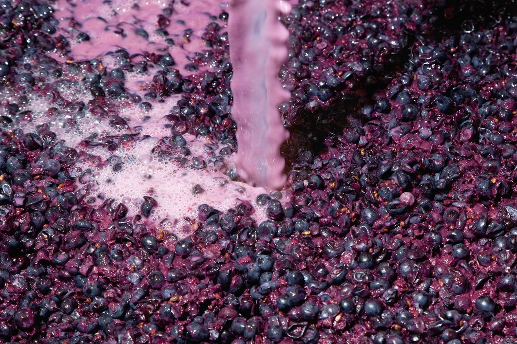 Oczyszcza tętnice ze śmieci. Zawiera antyrakowe polifenole