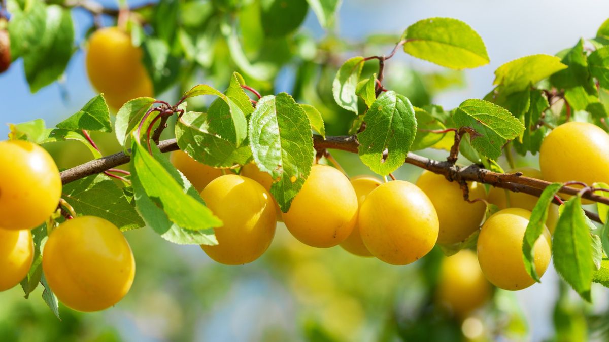 Śliwki na drzewie wśród liści