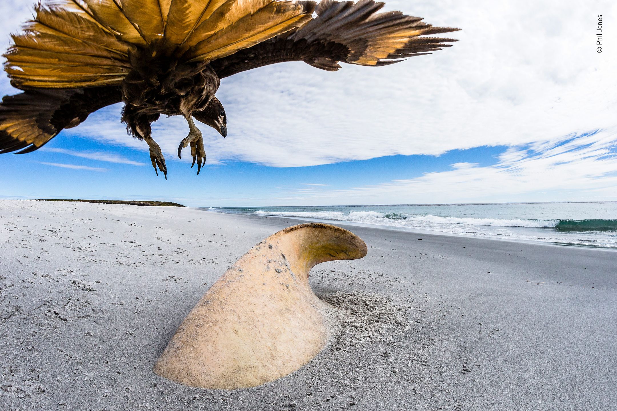 Panasonic przyzna nagrodę publiczności w konkursie Wildlife Photographer of the Year 16