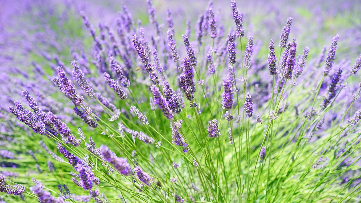 Lawenda jest jedną z tych roślin, które dobrze znoszą suchy klimat