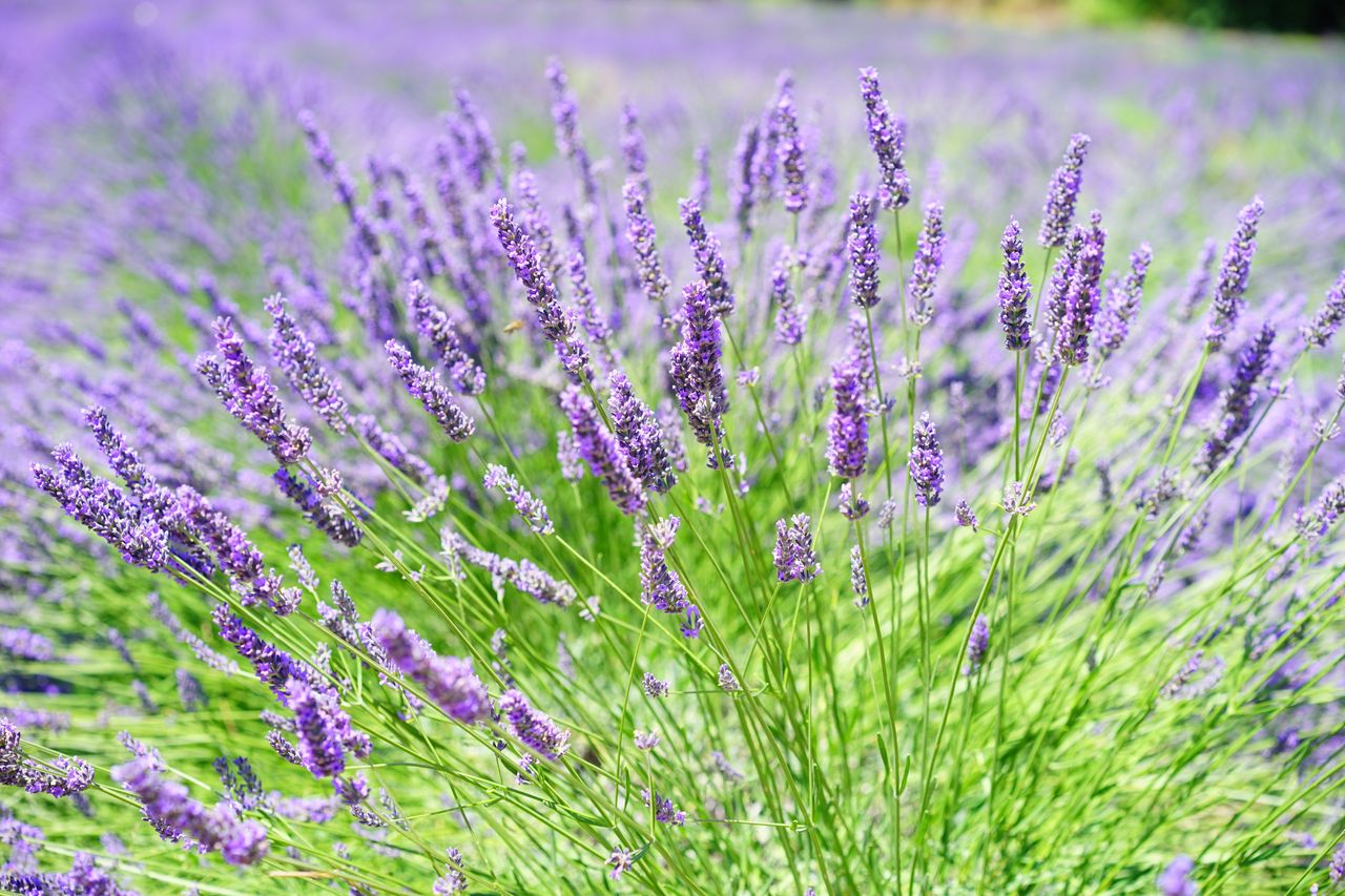 Lavender is one of those plants that tolerates a dry climate well.