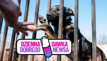 Pomysł schroniska w Rawiczu przyniósł świetne rezultaty. Są pierwsze adopcje