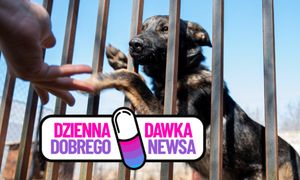 Pomysł schroniska w Rawiczu przyniósł świetne rezultaty. Są pierwsze adopcje