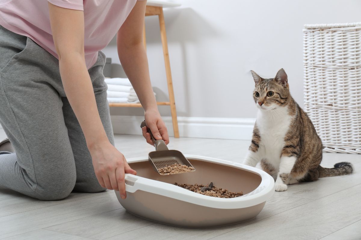 Zapach kota w domu można zniwelować na kilka sposobów
