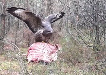 To wideo niesie się po sieci. Sarna pogoniła myszołowa