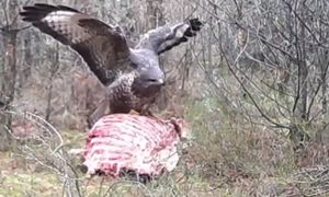 To wideo niesie się po sieci. Sarna pogoniła myszołowa