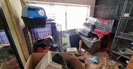 Prezeska Fundacji Toruńska Kocia Straż z zarzutami. To finał głośnej sprawy