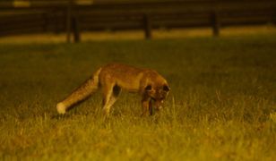 Kolejne przypadki wścieklizny. Kot pogryzł człowieka, lis zaatakował psa