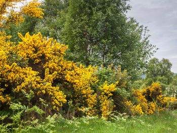 Zakazany krzew w Polsce. Grozi nawet milion zł kary
