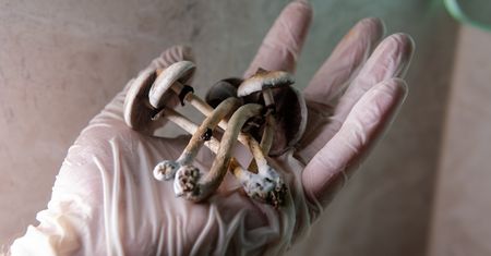 Psylocybina – jak działa? Efekty pozytywne i negatywne