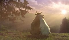 „Białe po mamie i zdrowe po byku” - romantyczna miłość w kampanii mleka Łaciate (wideo)