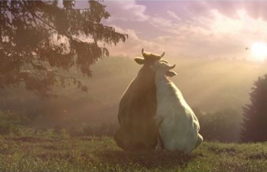 „Białe po mamie i zdrowe po byku” - romantyczna miłość w kampanii mleka Łaciate (wideo)