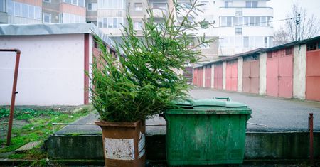 Gdzie wyrzucić choinkę? Zobacz, kiedy możesz otrzymać mandat
