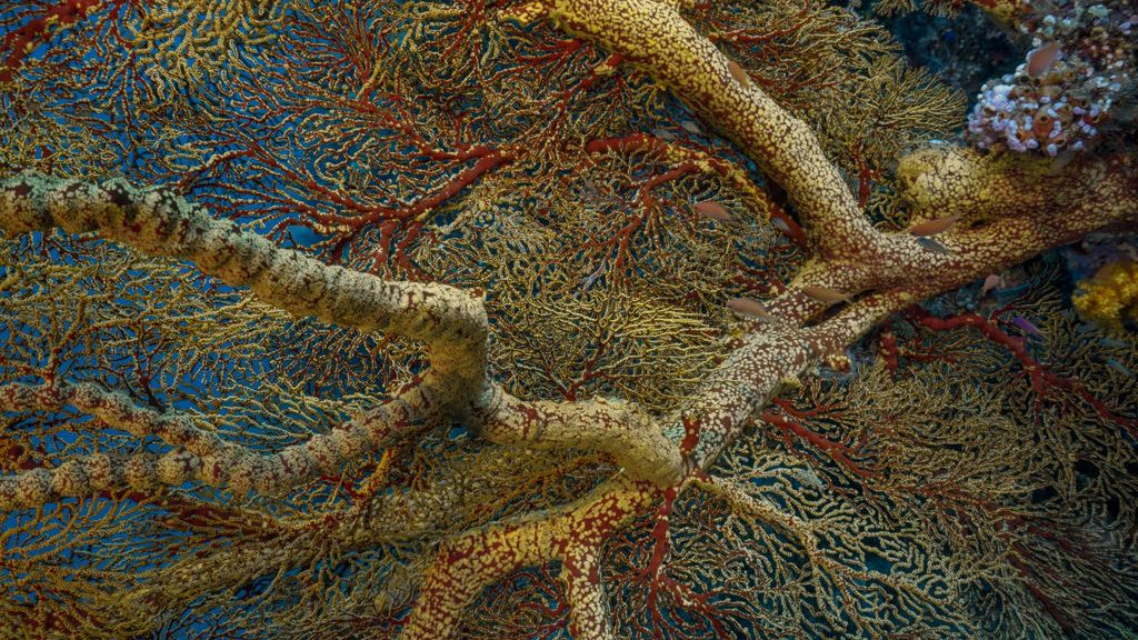 Badając rafy koralowe chińscy naukowcy dokonali szokującego odkrycia