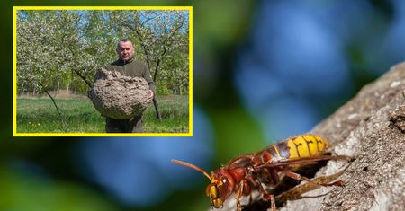 Znalazł je w lesie. Gigantyczne gniazdo szerszeni