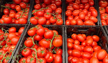 Importowane pomidory rozpychają się na rynku. Oto ceny