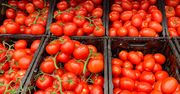Importowane pomidory rozpychają się na rynku. Oto ceny