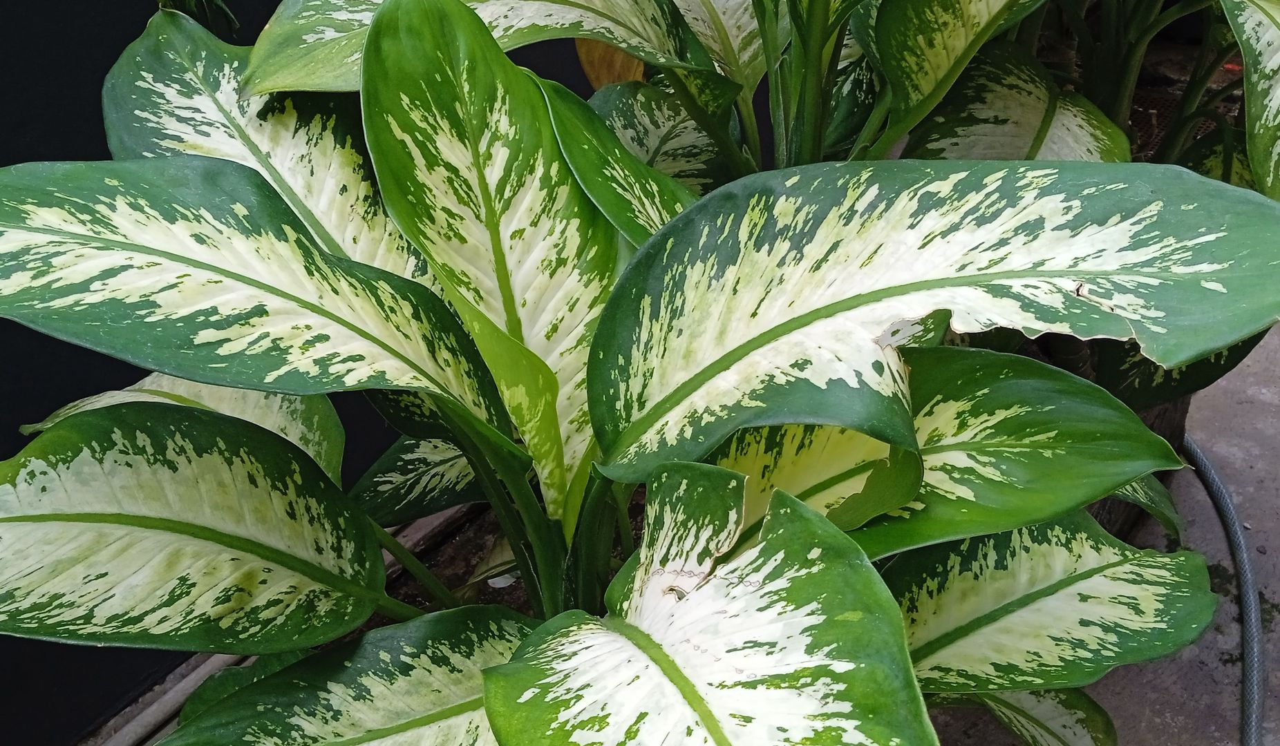 Dieffenbachia