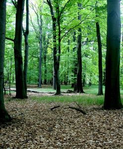 Katowice. Decyzja radnych, Las Murckowski pod ochroną