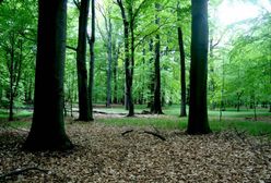 Katowice. Decyzja radnych, Las Murckowski pod ochroną