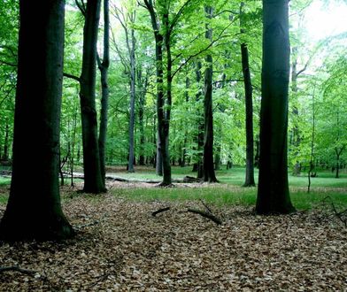Katowice. Decyzja radnych, Las Murckowski pod ochroną