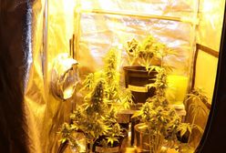 Będzin. Domowa uprawa konopi indyjskich zlikwidowana, pomógł konflikt małżeński