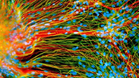 Zastrzyk, który trzykrotnie przedłuża życie (na razie myszy) 1