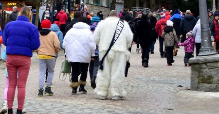 Biały miś pogrążył Zakopane. "Straty na kilkaset tys. zł"