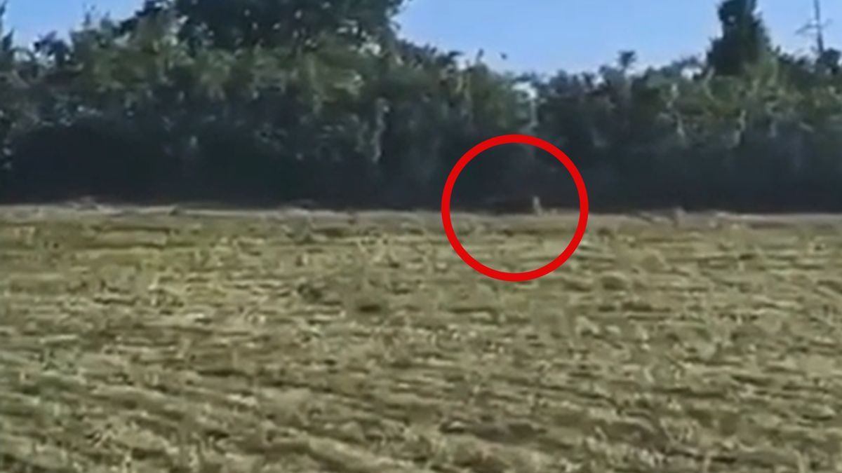 Puma pojawiła się w Niemczech?