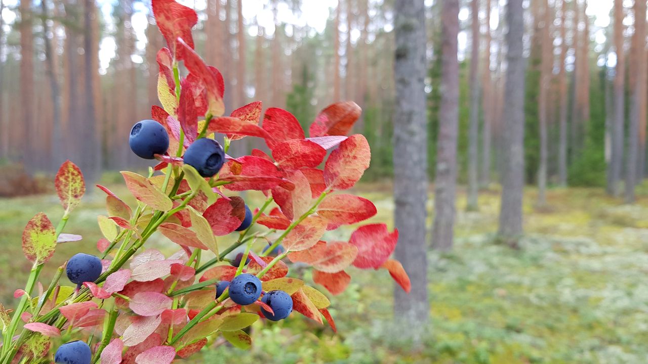 Blueberries will grow even until late autumn.