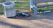 Zaskakujący widok w Gdańsku. "Niesamowite"