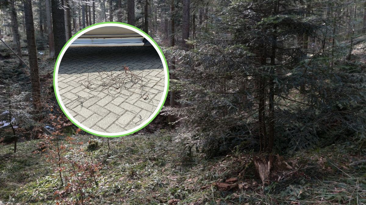 Wnyki w polskich lasach. Kłusownictwo wciąż realnym zagrożeniem