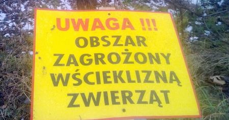 Wydano ostrzeżenia. Wścieklizna w jednym z województw