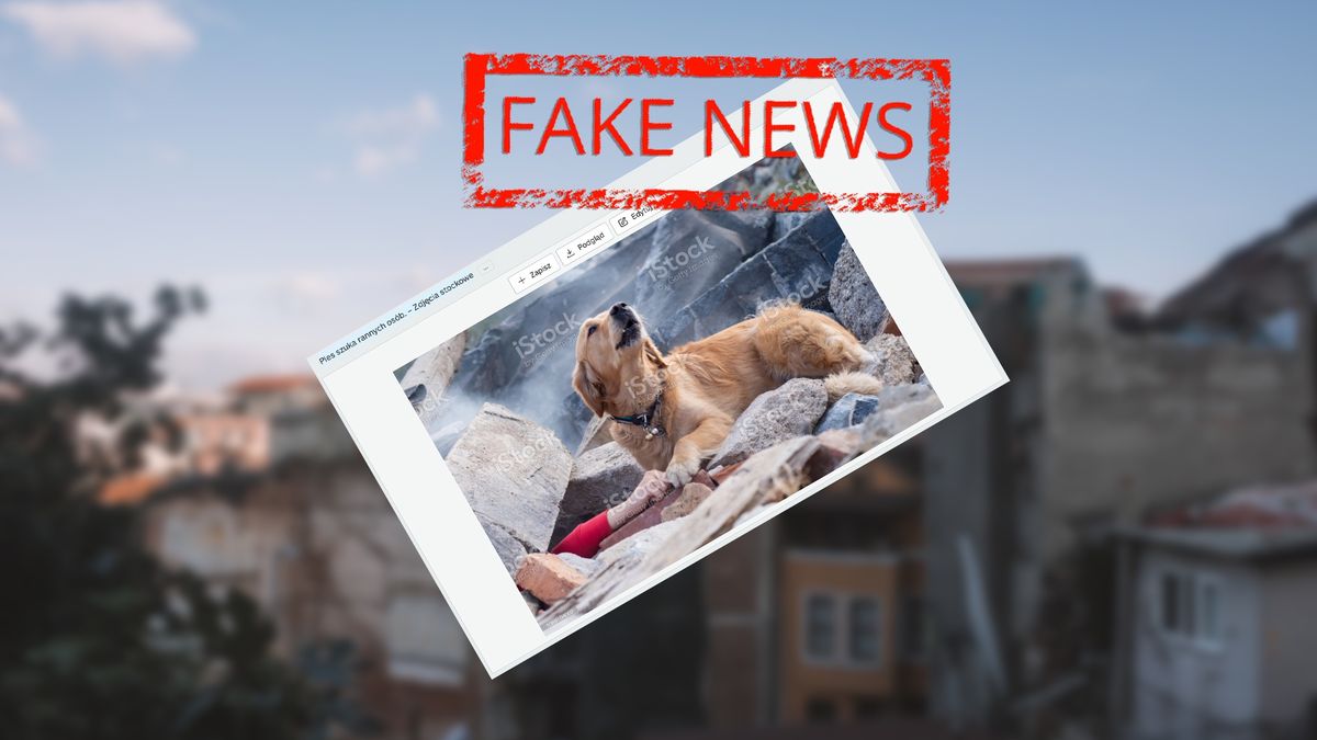 Wiralowe zdjęcie z psem-ratownikiem to fake news.