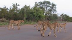 Lwica kontra pięć gepardów. Rywalizacja o posiłek w Parku Narodowym Krugera