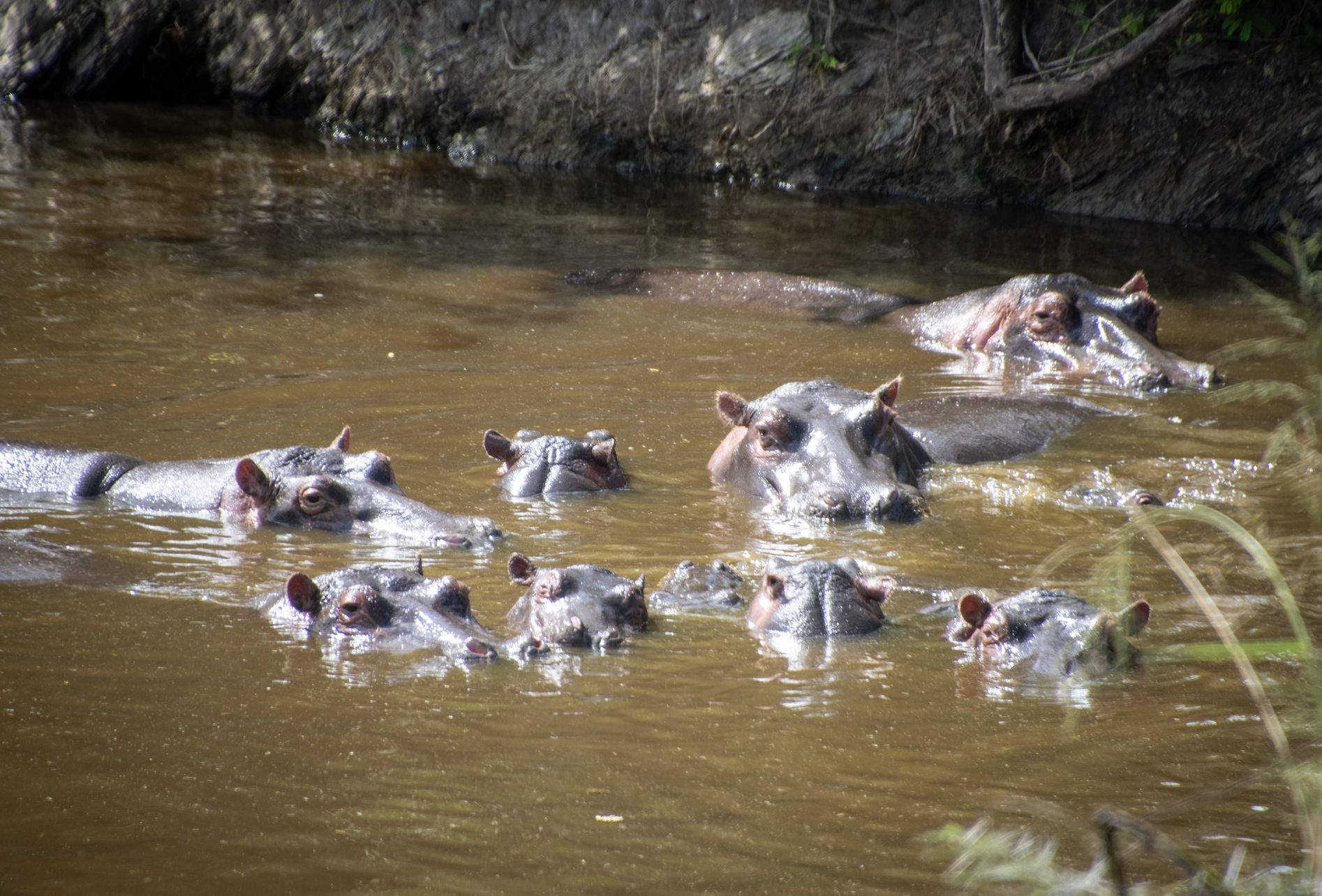 Zabiją hipopotamy Escobara. Kolumbia musi je uśpić