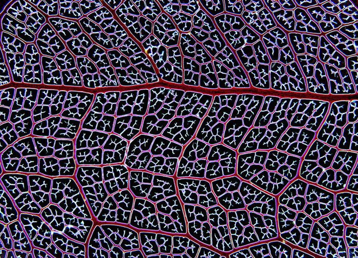 TOP 25 najlepszych fotografii mikroświata [GALERIA] 19