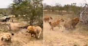 Brutalny atak lwa na oczach turystów. Hieny walczyły do końca