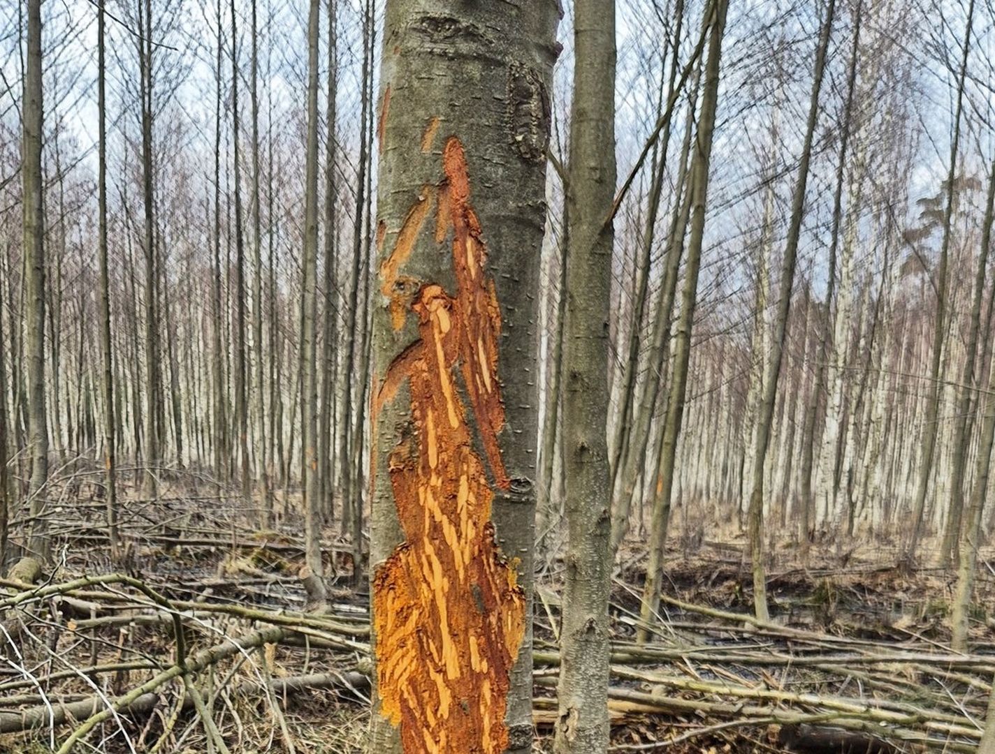 Tajemnicze znaki na drzewach. Leśnicy tłumaczą