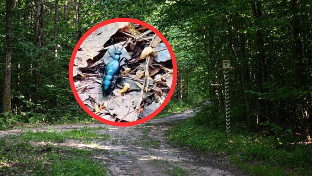 Leśnicy ostrzegają przed oleicami krówkami