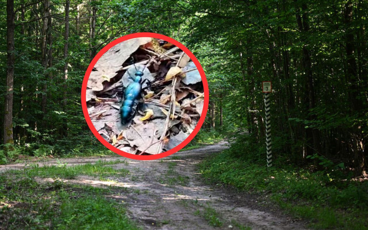 Leśnicy ostrzegają. Owady zaczęły wędrówkę. Dysponują silną toksyną