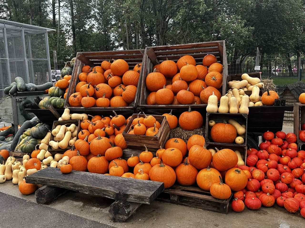 Kraków: Miejska Farma Dyń otwiera się 12 września