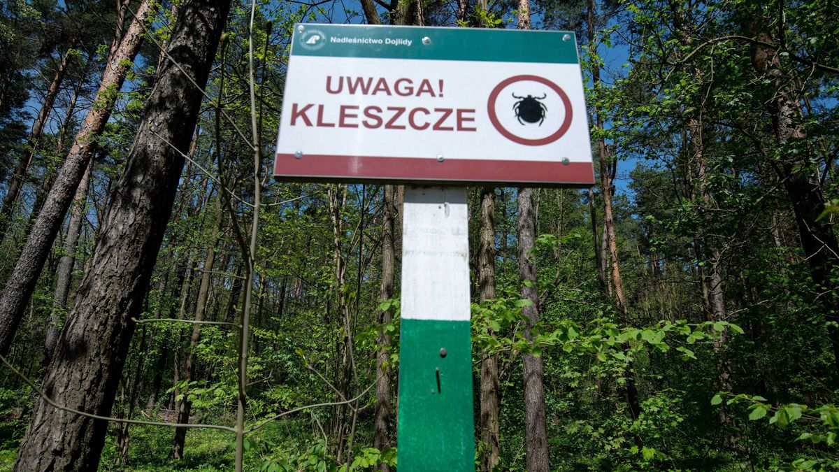 ostrze�enie przed kleszczami
Micha� Zieli�ski
bezpieczny wypoczynek, Bia�ystok, borelioza, boreliz�, choroby odkleszczowe, drzewa, Ixodes ricinus, kleszcz pospolity, las, odkleszczowe zapalenie m�zgu, odkleszczowym zapaleniem m�zgu, ostrze�nie, tablica informacyjna, tablica ostrzegawcza, tablica uwaga kleszcze, uwaga kleszcze, zagro�enie chorobami odkleszczowymi, zagro�enie kleszczami, zagro�enie zdrowotne, zdrowie